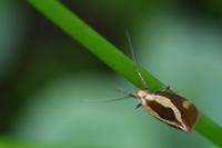 Harpella forficella