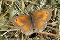 Pyronia tithonus