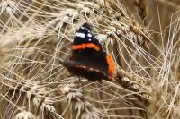 Vanessa atalanta