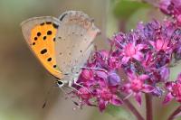 Lycaena phlaeas
