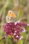 Coenonympha pamphilus
