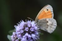 Coenonympha pamphilus
