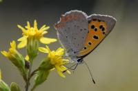 Lycaena phlaeas