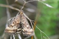 Pyrausta despicata