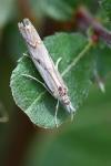 Agriphila geniculea