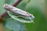 Agriphila geniculea