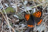 Lycaena phlaeas