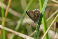 Polyommatus icarus