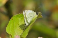 Pieris rapae