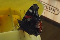 Vanessa atalanta
