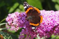 Vanessa atalanta