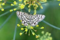 Chiasmia clathrata
