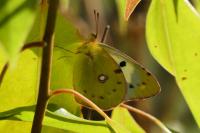 Colias