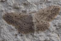 Idaea seriata