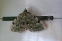 Colostygia pectinataria