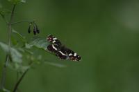 Araschnia levana