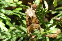 Phlogophora meticulosa
