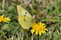 Colias