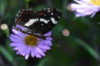 Araschnia levana