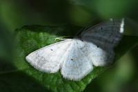 Scopula immutata