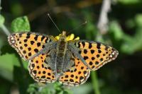 Issoria lathonia