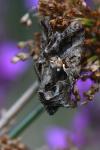 Autographa gamma