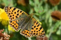 Issoria lathonia