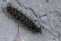 Araschnia levana