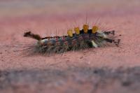 Orgyia antiqua