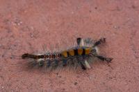 Orgyia antiqua