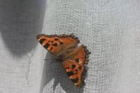 Nymphalis polychloros