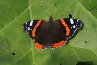 Vanessa atalanta