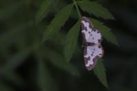 Lomaspilis marginata