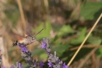 Macroglossum stellatarum