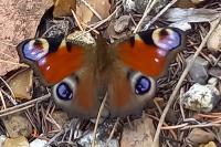 Aglais io