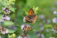 Lycaena phlaeas