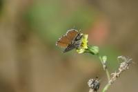Cacyreus marshalli