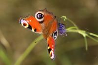 Aglais io