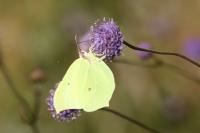 Gonepteryx rhamni