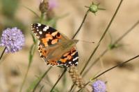 Vanessa cardui