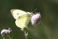 Pieris brassicae