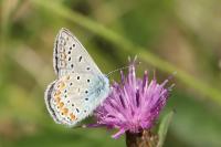 Polyommatus icarus