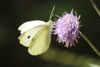 Pieris rapae