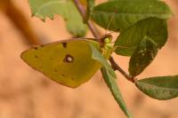 Colias crocea