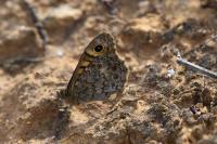 Lasiommata megera