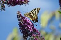 Iphiclides podalirius