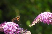 Aglais urticae