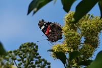 Vanessa atalanta