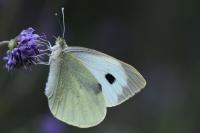 Pieris brassicae