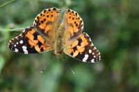 Vanessa cardui